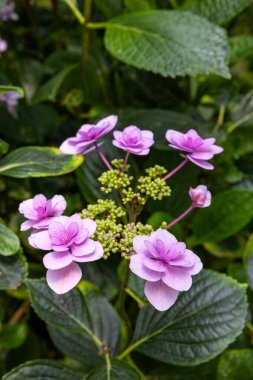 Güzel pembe lackaplı ortanca çiçekleri yazın başında bahçede çiçek açıyor..