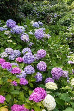 Blue hydrangea flowers in the hydrangea temple blooming in early summer. clipart