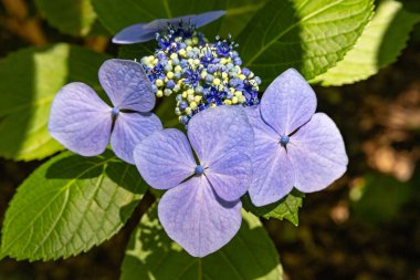 Güzel mor lackaplı ortanca çiçekleri yazın başlarında çiçek açıyor.