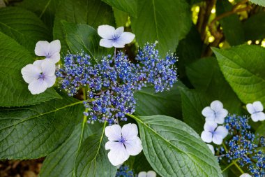 Güzel beyaz lackaplı ortanca çiçekleri yazın başında bahçede çiçek açıyor..