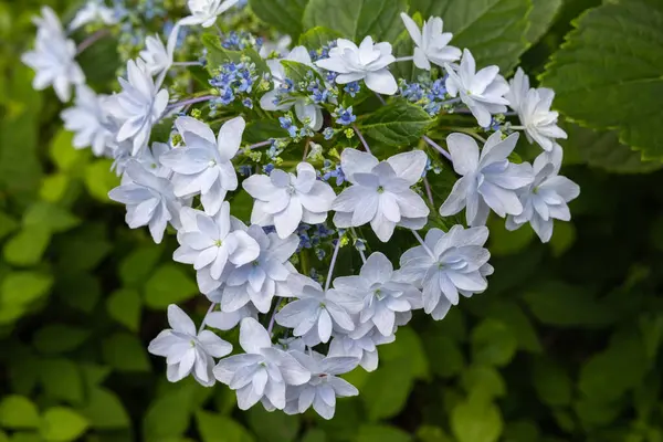 stock image Beautiful white lacecap hydrangea flowers blooming in the garden in early summer.