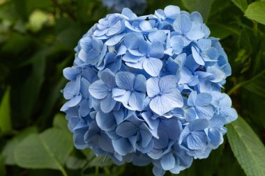 Açık mavi ortanca çiçekleri yazın başlarında çiçek açar. 