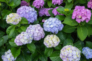 Açık mor ortanca çiçekleri yazın başlarında çiçek açar. 