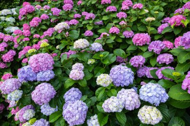 Açık mor ortanca çiçekleri yazın başlarında çiçek açar. 