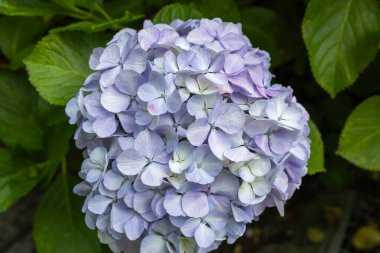 Açık mor ortanca çiçekleri yazın başlarında çiçek açar. 