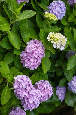 Açık mor ortanca çiçekleri yazın başlarında çiçek açar. 