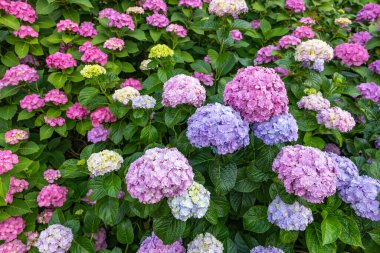 Yazın başında açan pembe ortanca çiçekleri.