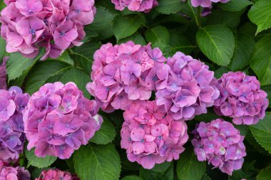 Yazın başında açan pembe ortanca çiçekleri. 