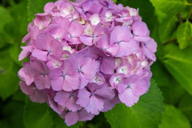 Yazın başında açan pembe ortanca çiçekleri. 