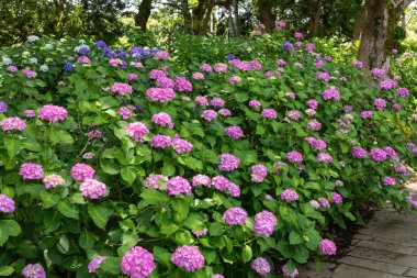 Yazın başında açan pembe ortanca çiçekleri. 