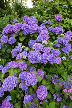 Yazın başında açan mor ortanca çiçekleri.