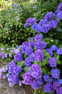 Yazın başında açan mor ortanca çiçekleri.