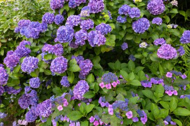 Yazın başında açan mor ortanca çiçekleri.