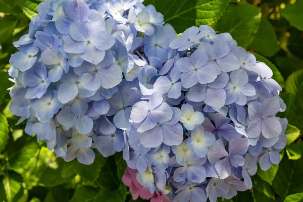 Stock image Light blue hydrangea flowers blooming in early summer 