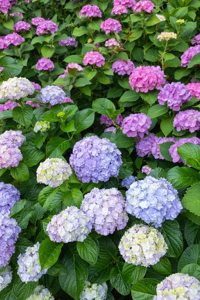 stock image Light purple hydrangea flowers blooming in early summer 