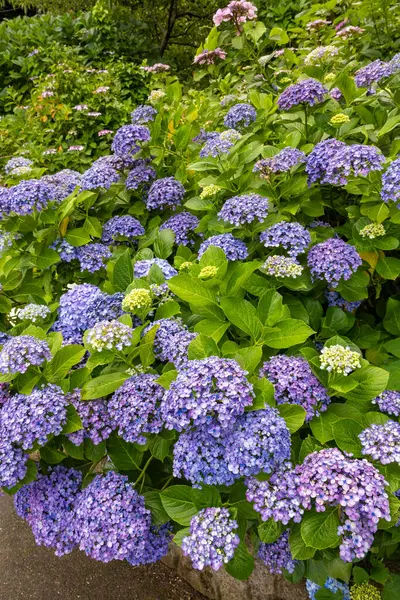 Stock image Beautiful popcorn hydrangea flowers blooming in early summer