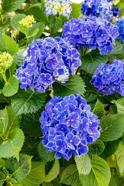 Stock image Blue hydrangea flowers in the garden blooming in early summer.