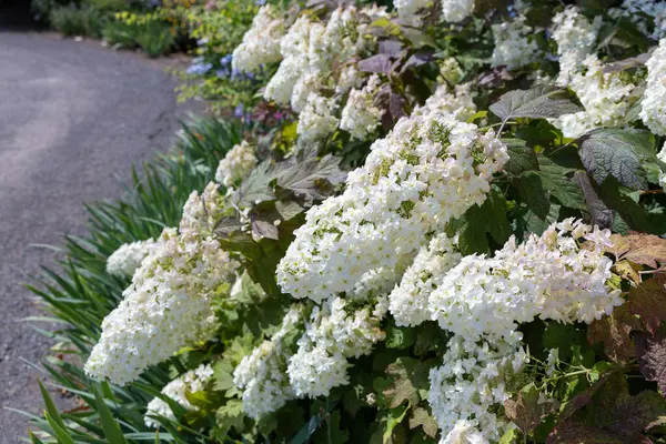 stock image Beautiful hydrangea quercifolia flowers in the garden that bloom in early summer.