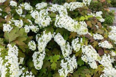 Bahçede yaz başında açan güzel ortanca çiçekleri..