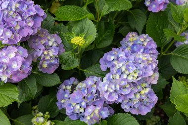 Light purple hydrangea flowers blooming in early summer clipart