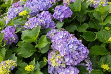 Açık mor ortanca çiçekleri yazın başlarında çiçek açar.