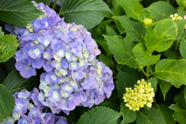 Açık mor ortanca çiçekleri yazın başlarında çiçek açar.