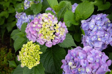 Açık mor ortanca çiçekleri yazın başlarında çiçek açar.