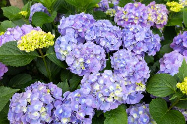 Açık mor ortanca çiçekleri yazın başlarında çiçek açar.