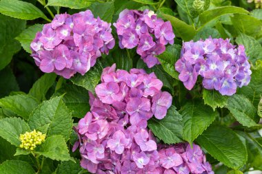 Yazın başında açan pembe ortanca çiçekleri.