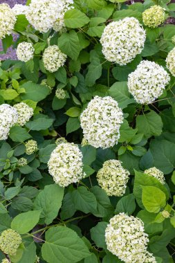 Annabelle çiçekleri Hydrangea Tapınağında beyaz çiçek açıyor.