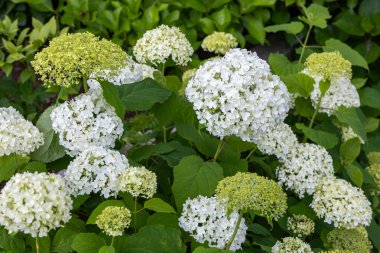 Annabelle çiçekleri Hydrangea Tapınağında beyaz çiçek açıyor.