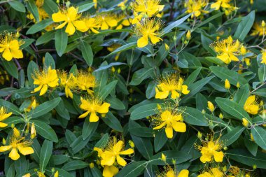 Brightly blooming Hypericum flowers in an early summer garden. clipart