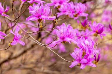 Ormanda güzel baharlar Japon açelyaları..
