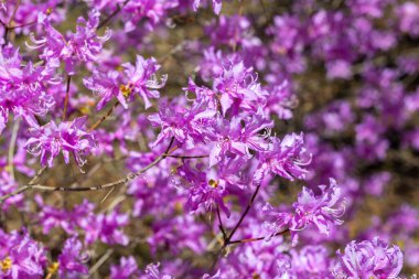 Ormanda güzel baharlar Japon açelyaları..