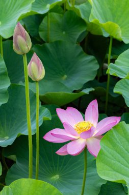 Beautiful ancient lotus flowers and buds blooming in the pond. clipart