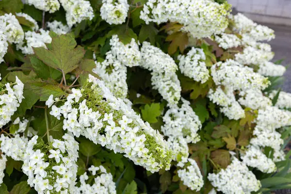 stock image Beautiful hydrangea quercifolia flowers in the garden that bloom in early summer.