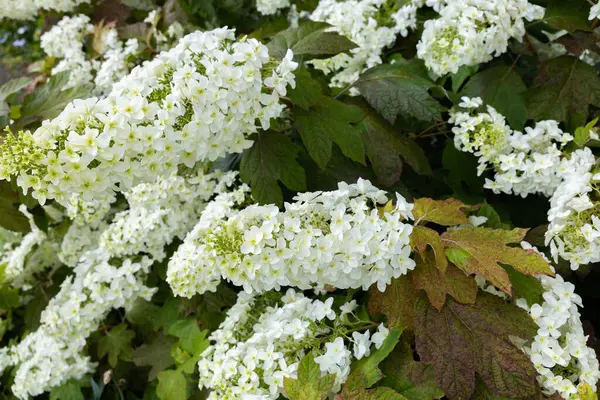 stock image Beautiful hydrangea quercifolia flowers in the garden that bloom in early summer.