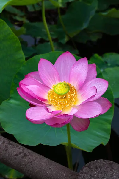 stock image Beautiful lotus flowers blooming along the path in the pond early in the morning.