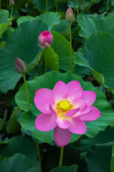 stock image Beautiful ancient lotus flowers and buds blooming in the pond.