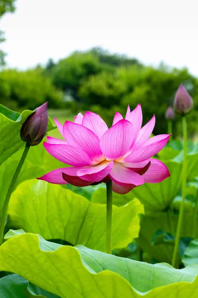 stock image Beautiful ancient lotus flowers and buds blooming in the pond.