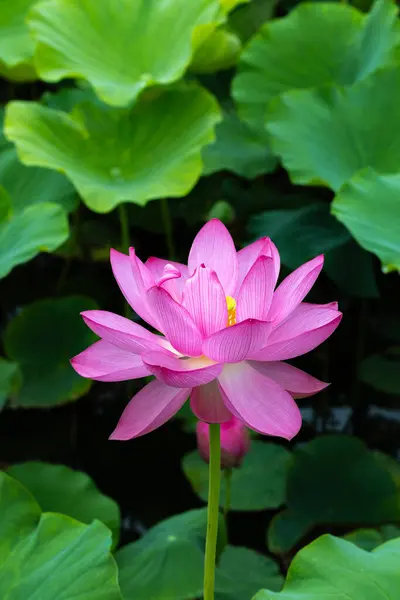 stock image Beautiful lotus flower surrounded by lotus leaves blooming in a pond early in the morning.