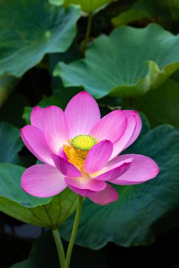 Çok güzel bir nilüfer çiçeğinin yakın çekimi sabahın erken saatlerinde bir gölette çiçek açıyor..