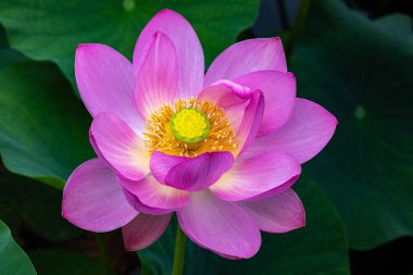 Çok güzel bir nilüfer çiçeğinin yakın çekimi sabahın erken saatlerinde bir gölette çiçek açıyor..