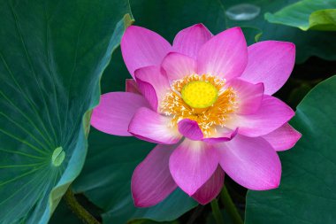 Çok güzel bir nilüfer çiçeğinin yakın çekimi sabahın erken saatlerinde bir gölette çiçek açıyor..