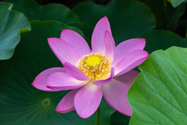 Close-up of a beautiful ancient lotus flower blooming in a pond in the early morning. clipart