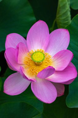 Close-up of a beautiful ancient lotus flower blooming in a pond in the early morning. clipart