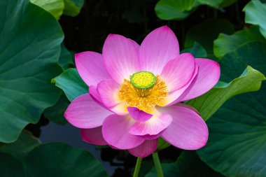 Çok güzel bir nilüfer çiçeğinin yakın çekimi sabahın erken saatlerinde bir gölette çiçek açıyor..