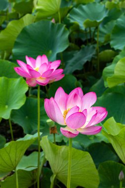 Güzel kadim nilüfer çiçeği sabahın erken saatlerinde bataklıkta açar..