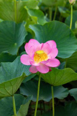 Beautiful ancient lotus flower blooming in the early morning swamp. clipart