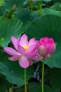 Güzel kadim nilüfer çiçeği sabahın erken saatlerinde bataklıkta açar..